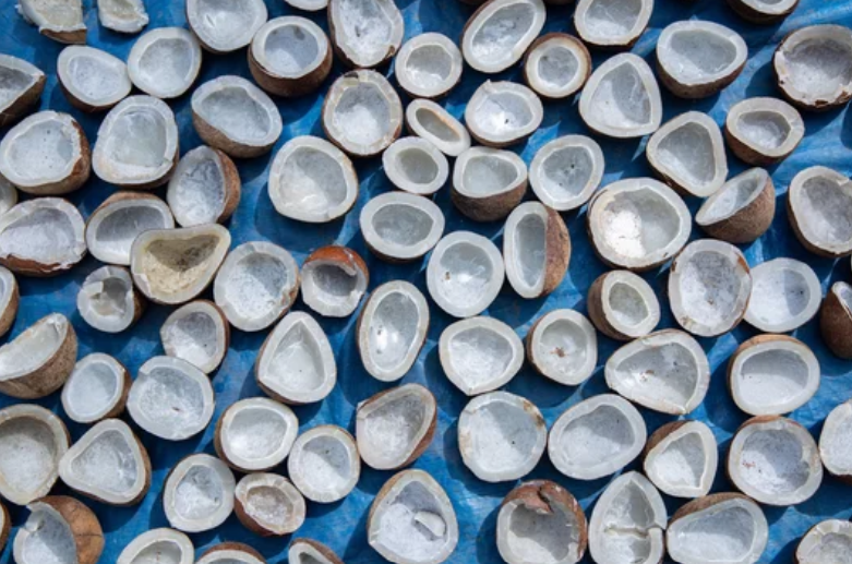 Coconut Product Image